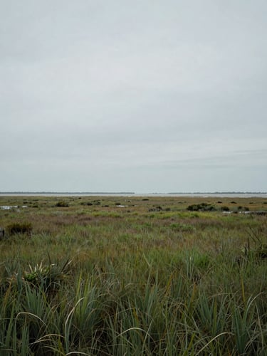Overcast coastal salt marsh in South Carolina, low-contrast natural silver light, expansive quiet horizon, minimalist landscape framing.