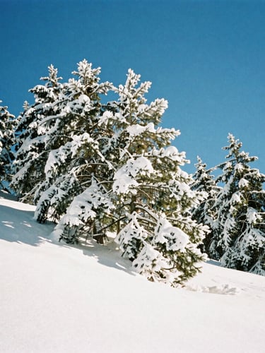 Low-angle shot of Cerro Castor southern beech forests covered in deep fresh powder, crisp alpine winter sun, high-contrast snow landscape, 35mm