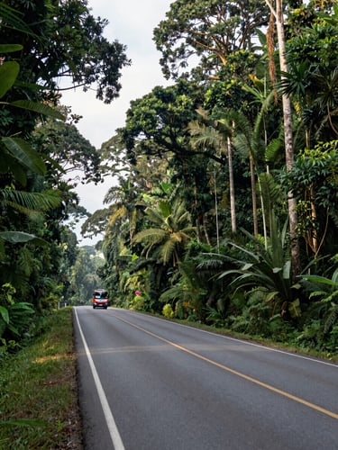 Wide panoramic view from a road cutting through dense Guiana rainforest at mid-morning, tarmac stretching toward the horizon in the left third of the frame, tall canopy trees flanking both sides, soft natural light filtering through foliage, a Monif Transport coach visible in the far mid-ground traveling away from the viewer