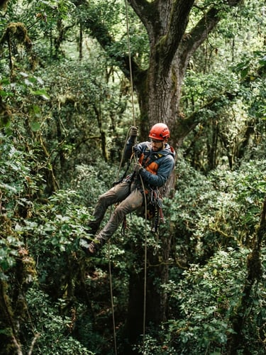 Arboriste en harnais, en pleine descente dans une canopée dense, vue en contre-plongée, lumière naturelle du jour, ambiance technique et robuste.