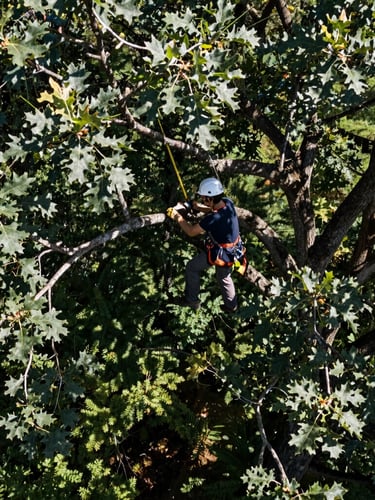 Arborist in harness, high-angle shot, carefully pruning a large oak branch, dappled sunlight through dense canopy, rugged outdoor photography, crisp natural daylight, deep forest greens and slate tones, 35mm lens, portrait aspect