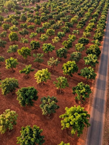 Wide-angle aerial drone photograph of a sprawling, neatly organized red sandalwood plantation in Andhra Pradesh. Warm golden hour light illuminates the rich terracotta-colored soil and the vibrant green canopy of young, healthy trees. A clear, paved access road runs along the right side of the frame, emphasizing legal layout planning and security.