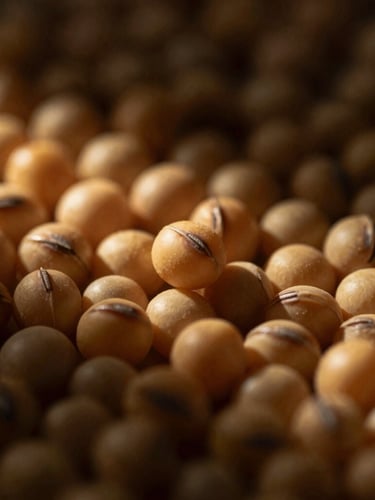Extreme macro close-up of golden soy grains, dramatic golden hour side-lighting, deep desaturated corporate tones, high contrast, shallow depth of field.