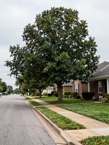 Wide environmental shot of a well-kept Bentonville residential street on an overcast morning, mature trees lining the sidewalk, a modest brick home visible to the right third of the frame, soft even daylight, no enhancement