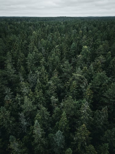 Aerial photography of a deep, dense green pine forest canopy, natural overcast daylight, cinematic editorial style