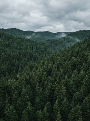 Aerial drone shot of a dense, deep green pine forest canopy under misty overcast daylight, clean and majestic, cinematic editorial photography, 35mm lens