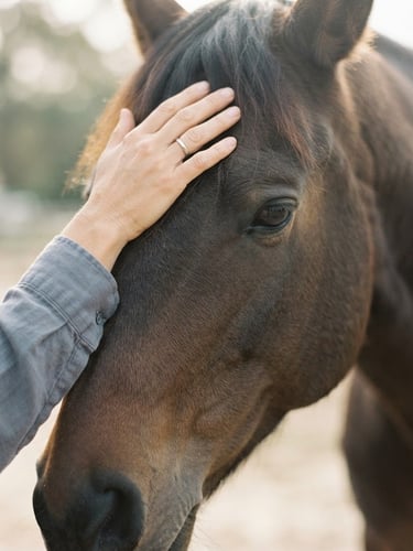 Close-up of a hand gently resting on a calm horse's forehead, soft morning daylight, warm beige and blue-gray tones, 35mm editorial photography, shallow depth of field