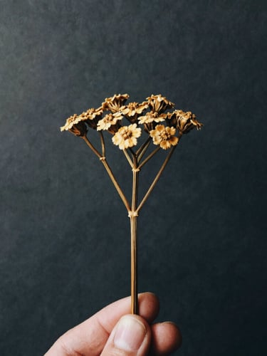 Close-up portrait of a single dried yarrow stalk held between two fingers, soft diffused light, textured paper background, deep charcoal and matte gold tones, high contrast, 35mm, contemplative.