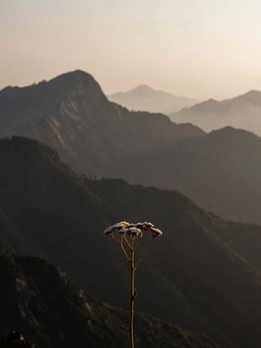 Wide panoramic view of misty mountain peaks at dawn, soft diffused light, deep shadows, a single dried yarrow stalk in the foreground, atmospheric fine art photography, high contrast, 35mm, deep charcoal and matte gold tones.