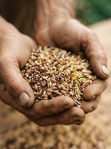 Macro close-up of raw heirloom grains held in weathered hands, soft directional overcast daylight, warm earthy tones, 35mm film