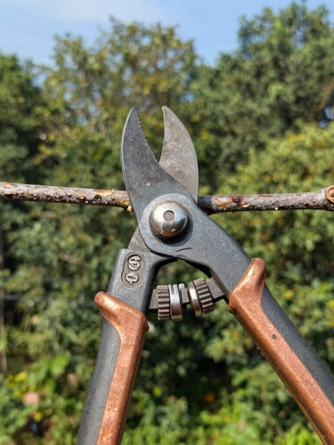 Close-up of insulated pruning tools cutting branches near a residential overhead power line, bright morning daylight, sharp focus, 35mm