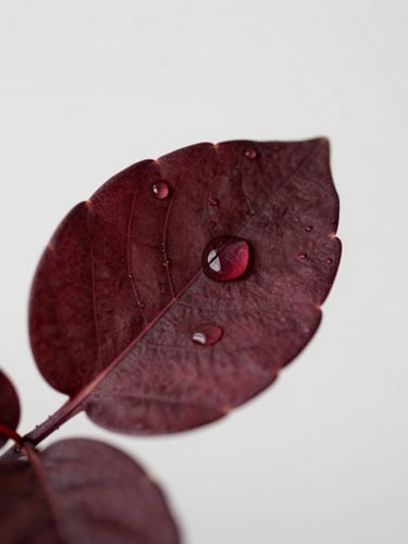 Minimalist editorial photography of clean water droplets on a deep burgundy botanical leaf, soft natural side-light, macro lens detail