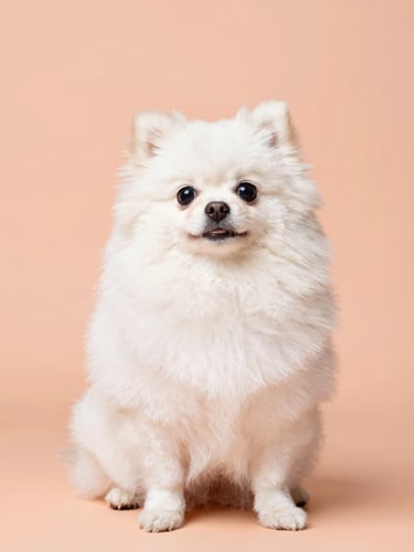 Eye-level portrait of a fluffy white Pomeranian sitting proudly on a soft peach backdrop, bright studio lighting, immaculate grooming