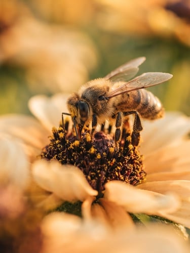 Macro close-up of a wild bee collecting nectar from a native wildflower, shallow depth of field, warm golden-hour light, rich amber and cream tones.