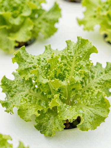 Close-up of vibrant green hydroponic lettuce leaves with water droplets, bright greenhouse daylight, clean white background, macro depth of field
