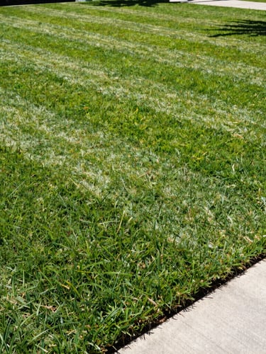 Wide angle shot of a perfectly manicured lawn with sharp green stripes under intense Florida midday sun, concrete driveway edge visible.