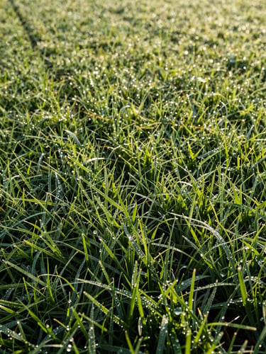 Crisp morning light reflecting off dew on a razor-sharp lawn edge, showing clean striping patterns on healthy green grass, low-angle turf-level shot.