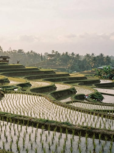 Terraced rice fields in Bali at golden hour, soft natural diffused daylight, deep perspective, serene atmosphere, 35mm film.
