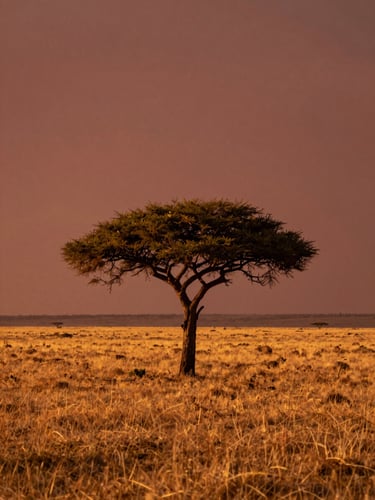 Warm golden hour light falling on a vast Tanzanian savannah, a single acacia tree silhouette against a deep terracotta sky, spacious composition