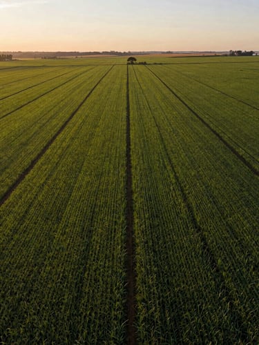 Wide majestic aerial shot of organized, lush green agricultural fields in Brazil under golden-hour morning sunlight, clean horizon, 35mm photography