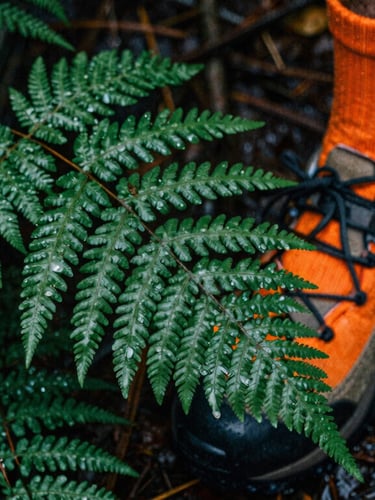 Macro shot of damp ferns and pine needles on a dark forest floor, safety orange hiking sock visible, moody overcast daylight, 35mm film