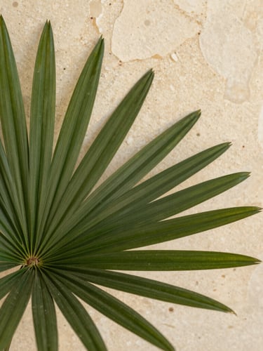 Macro photograph of deep green architectural palm leaves showing rich natural texture, soft diffused warm sunlight, travertine background, high-end biophilic aesthetic.