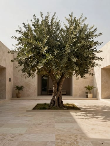 Architectural wide shot of a luxury minimalist villa courtyard in Dubai, a mature olive tree standing as a central specimen in soft afternoon sunlight, travertine stone floor, warm diffused lighting, medium format.