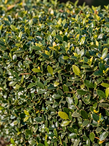 A close-up of a perfectly sheared formal boxwood hedge, showing razor-sharp defined lines and clean leaf cuts under soft morning light