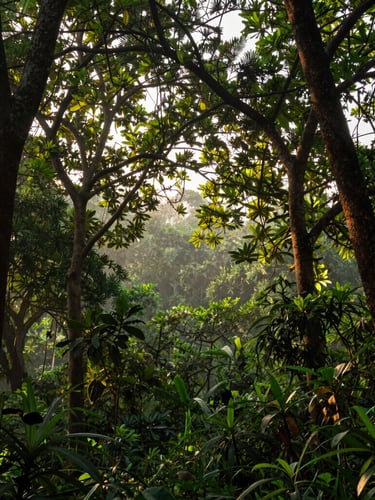 Wide environmental portrait of early morning canopy light filtering through dense green forest in Andhra Pradesh, warm editorial photography, 35mm