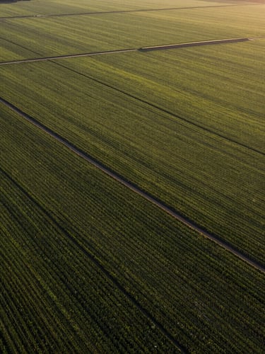 High-angle panoramic view of structured crop fields during golden hour, long shadows, natural lighting.