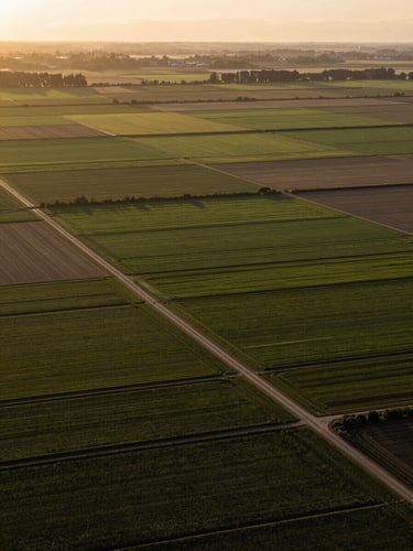 High-angle perspective of structured agricultural fields during morning golden hour, showing scale and precise land layout.