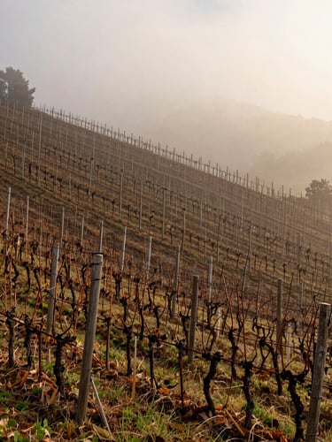 Vineyard rows on steep Calosso slope enveloped in low autumn fog at dawn, bare vine canes visible in the foreground, diffused pale light, no people, long horizontal depth of field