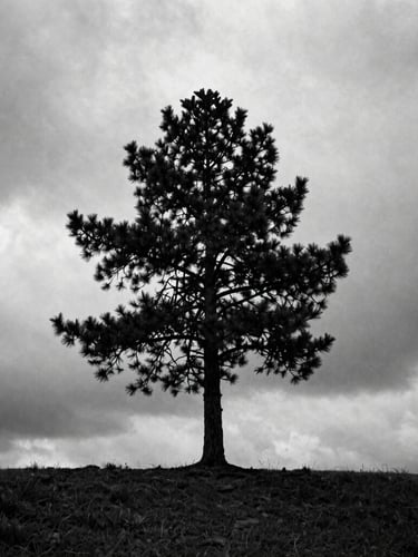 Stark black and white landscape of a lone pine tree against an overcast heavy sky, high-contrast side lighting, medium-format 80mm film texture, dramatic shadows.