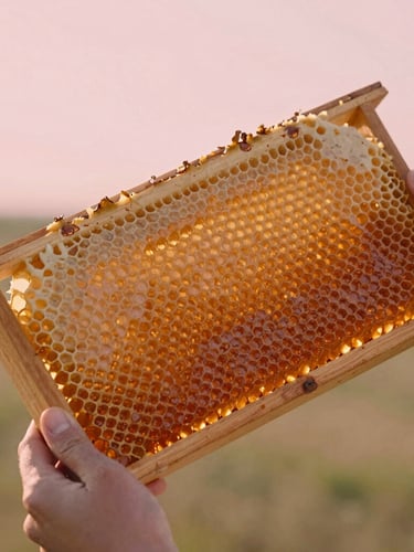 A warm wooden beehive frame held gently by hands, amber-colored honeycombs glowing in the soft sun, warm editorial photography, 35mm