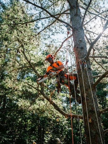 Low-angle dramatic shot of a certified arborist in safety orange gear high in a pine canopy, rigging ropes and pulleys visible under crisp morning sunlight, 35mm