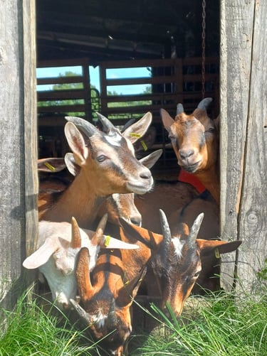 les chevrettes de la ferme du Pré Chic