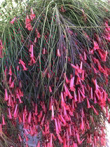 Russelia - plante retombante produisant une cascade de fleurs