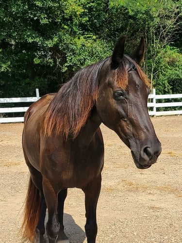 Health Vibes - horses can heal stress, a common human problem