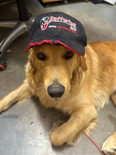 Our newest employee Jewel the Golden Retriever