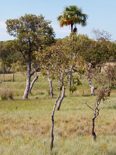 reforestatoin trees in Colombia