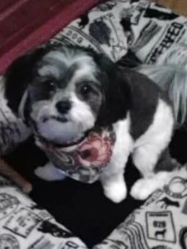 Black and White Mal-Shi Dog sitting in dog bed.