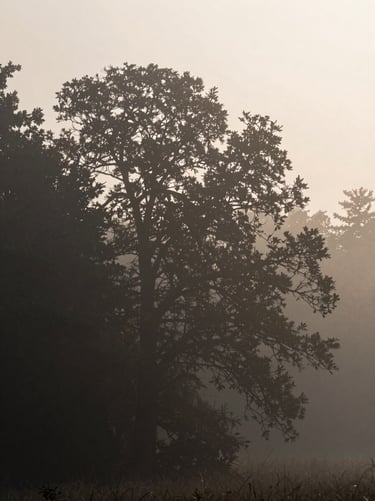A misty forest landscape at dawn, representing the soundscape mood. Deep charcoal tree silhouettes against a soft off-white sky with muted brown textures.