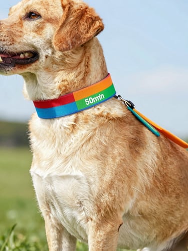 Detailed clean graphic diagram showing how to measure a dog's neck, chest, and back length, with bright colorful accents, clear lines, high-contrast studio lighting.