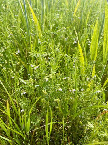 De la lentille en fleur cultivée en association avec du blé. Crédit photo : Terres&Graines