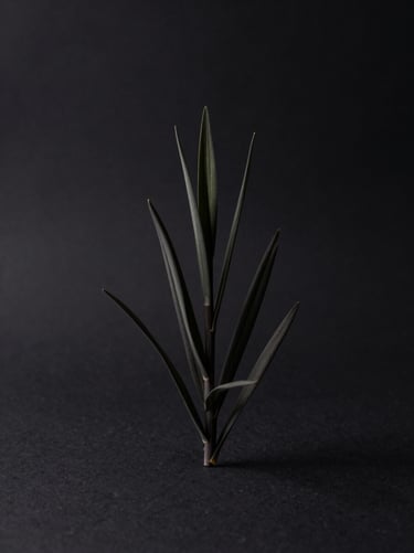 Centered, isolated product shot of a pristine botanical cultivar, deep charcoal backdrop, soft directional key light