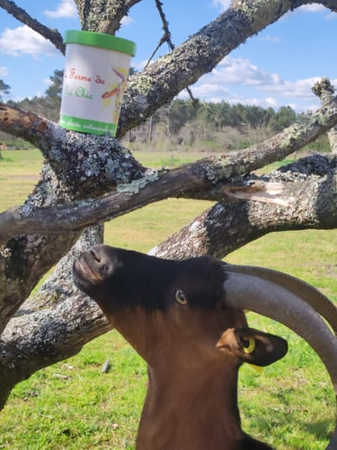 le pot de glace au lait de chèvre