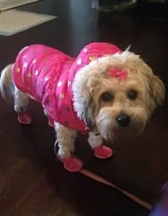 maltipoo-house-training