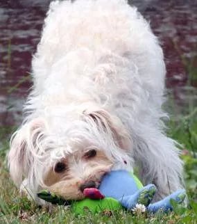 maltipoo-bad-breath