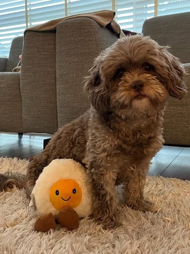 what-is-a-maltipoo