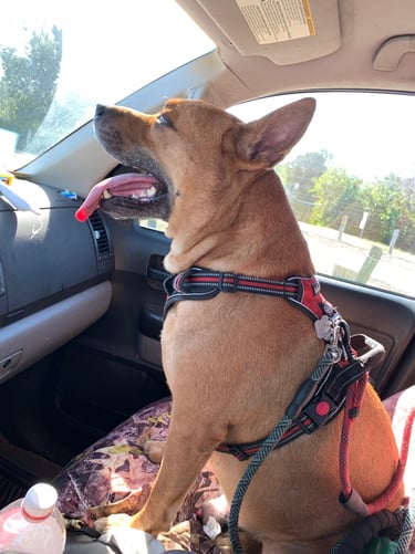 A cute brown dog thats panting and facing forward in the front passenger seat of vehicle